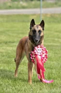 Belgický ovčák – Malinois