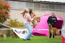 Belgický ovčák – Malinois