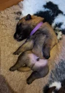 Belgický ovčák – Malinois
