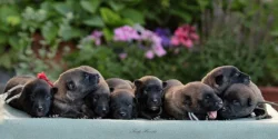 Belgický ovčák – Malinois
