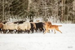 Belgický ovčák – Malinois