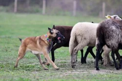 Belgický ovčák – Malinois