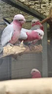 Prodám letošní 2,4 Kakadu růžový