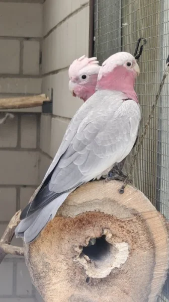 Prodám letošní 2,4 Kakadu růžový