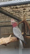 Prodám letošní 2,4 Kakadu růžový