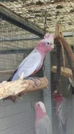 Prodám letošní 2,4 Kakadu růžový