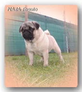 Mops s PP.