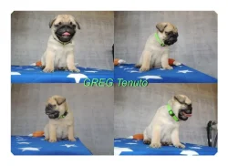 Mops s PP.