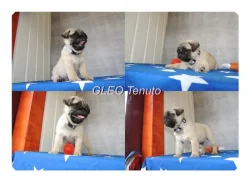 Mops s PP.