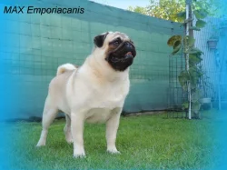 Mops s PP.