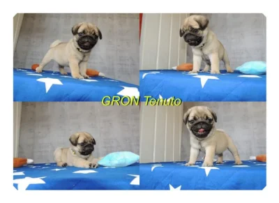 Mops s PP.