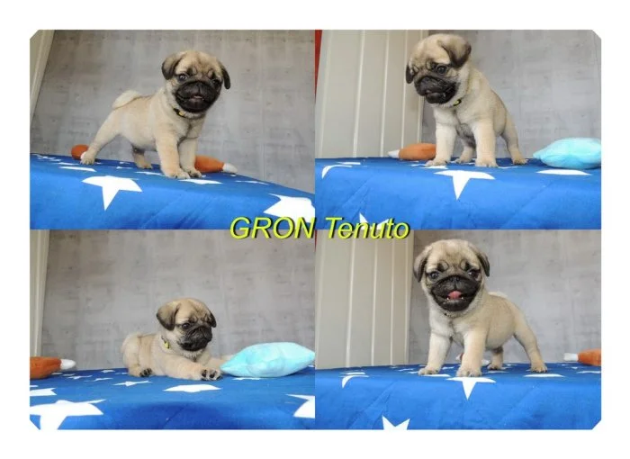 Mops s PP.
