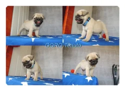 Mops s PP.