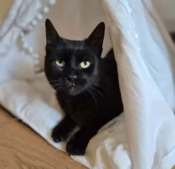 Kočička Linda hledá nový domov