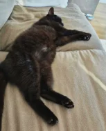 Kočička Linda hledá nový domov