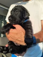 Štěňata Flat Coated Retriever s PP