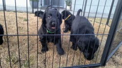 Štěňata Flat Coated Retriever s PP