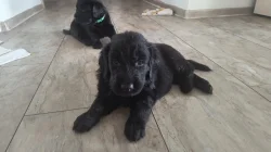 Štěňata Flat Coated Retriever s PP