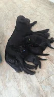 Štěňata Flat Coated Retriever s PP