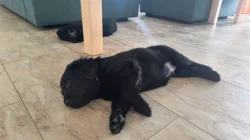 Štěňata Flat Coated Retriever s PP