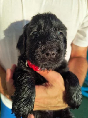 Štěňata Flat Coated Retriever s PP