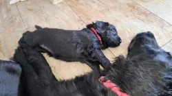 Štěňata Flat Coated Retriever s PP