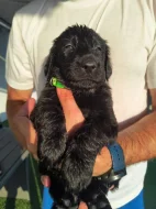 Štěňata Flat Coated Retriever s PP