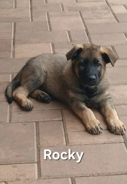 Německý ovčák štěňata