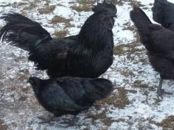 Ayam Cemani slepice i kuřata
