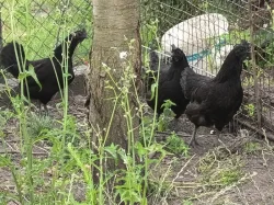 Ayam Cemani slepice i kuřata