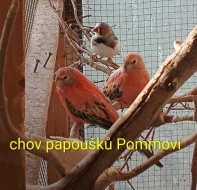 Neoféma bourek růžový opalín