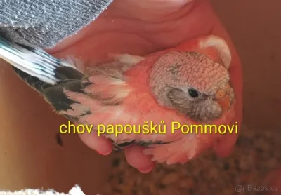 Neoféma bourek růžový opalín