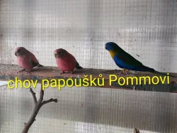 Neoféma bourek růžový opalín