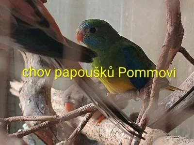 Neoféma tyrkysová