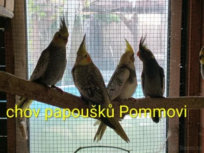 Varování před falešnými inzeráty
