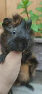 Mláďata morčat plemeno rozeta