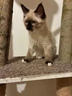 Ragdoll - kotě