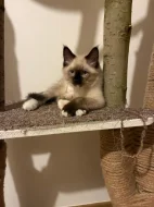 Ragdoll - kotě