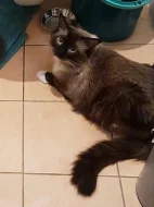 Ragdoll - kotě