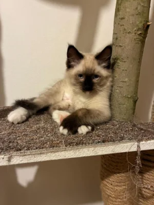 Ragdoll - kotě