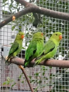Agapornis etiopský (taranta)