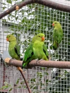 Agapornis etiopský (taranta)
