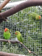 Agapornis etiopský (taranta)