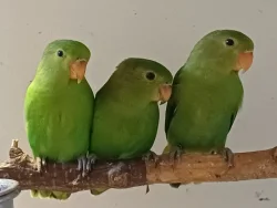 Agapornis etiopský (taranta)