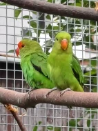 Agapornis etiopský (taranta)