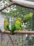 Agapornis etiopský (taranta)