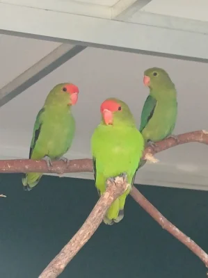 Agapornis etiopský (taranta)