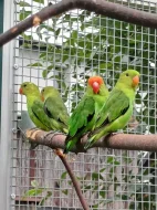 Agapornis etiopský (taranta)