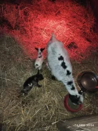 Holandská zakrslá koza - kůzlata
