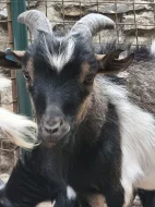 Holandská zakrslá koza - kůzlata
